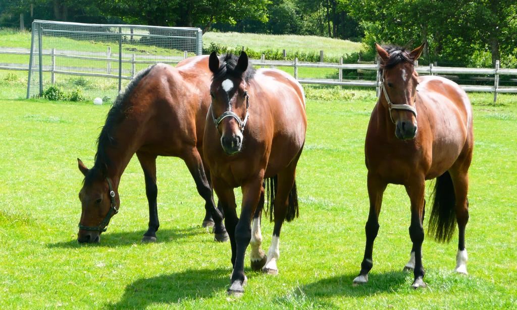 Ponyhof Naeve Am Wittensee Gross Wittensee Eksteriør billede
